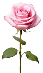 Naklejka premium PNG A rose pink flower plant white background.
