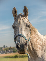 Portrait of white saddle horse