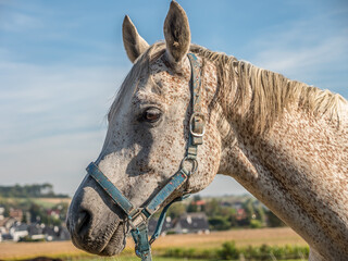 Portrait of white saddle horse