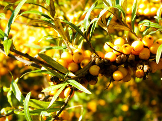 Close up of Pyracantha M.Roem. as nature background.