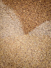 three types of barley malt