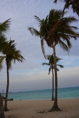 Obraz premium palm trees on the beach