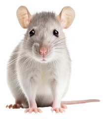 Obraz premium PNG Rat face rat portrait animal.