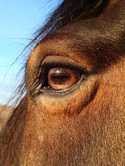 eye of the horse