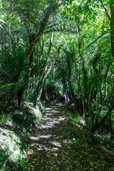 The Pinnacles bush walk hiking trail in the Kauaeranga Valley, Coromandel Peninsula, Waikato, New Zealand.