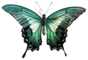 Teal butterfly animal insect white background.