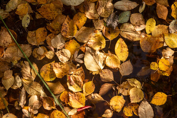 Autumn leaves in the water in the forest