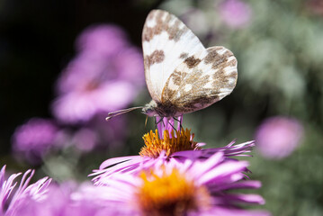 a butterfly collects nectar on a small lilac aster