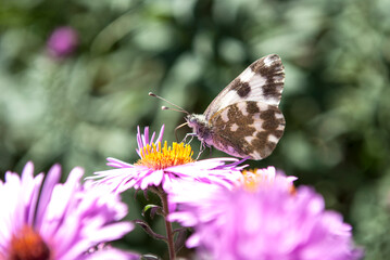 a butterfly collects nectar on a small lilac aster