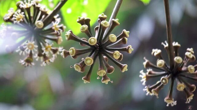 Trevesia sundaica flower. Trevesia is a genus of flowering plants in the family Araliaceae. They are native to Southeast Asia.