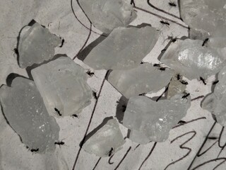 Ant eating sugar natural sugar