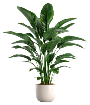 Fototapeta PNG Indoor plant leaf white background houseplant.