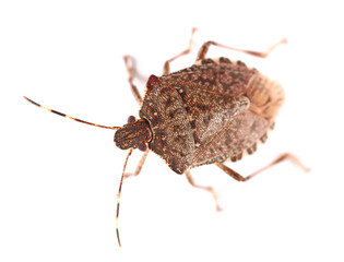 Brown stink bug isolated white