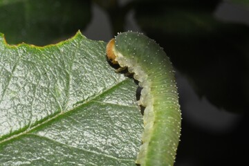 A green bristly rose slug (cladius difformis) is camouflaged as it eats along the edge of a rose leaf while in a rose garden during the summer.
