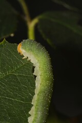 A green bristly rose slug (cladius difformis) is camouflaged as it eats along the edge of a rose leaf while in a rose garden during the summer.