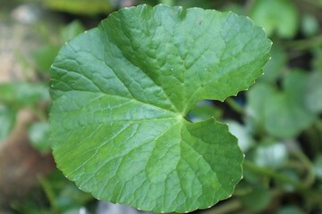 Close-up View of a Single Asiatic Pennywort Leaf