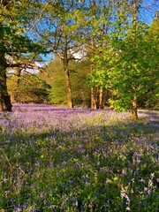 Fototapeta premium Bluebell woodland carpet