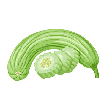 Vector illustration of Armenian cucumber, also known as acur, kakdi, and snake cucumber, isolated on white background.