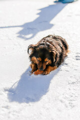 A homeless fluffy black-and-orange dog with beautiful furry ears wanders the streets in the severe winter frost