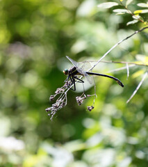 Dragonfly on leaf
