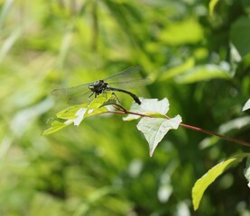 Dragonfly on leaf