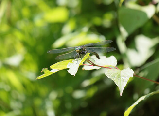 Green Dragonfly on leaf 