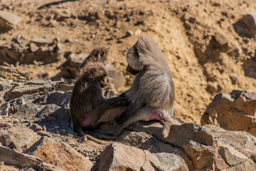 Hamadryas Baboons (Papio hamadryas) at Al Souda viewpoint, Saudi Arabia