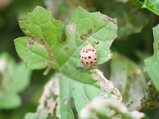 Eggplant beetle, 28 spots on damaged bitter gourd leaves. Closeup photo, blurred.