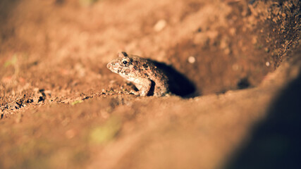 穴からひょっこり顔を出したヌマガエル