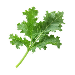 Fresh Green Kale Leaf Isolated