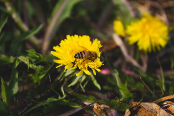 flower and butterfly