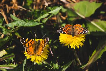 flower and butterfly