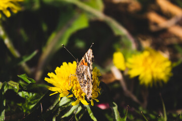 flower and butterfly
