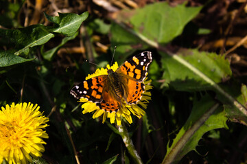 flower and butterfly