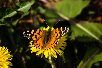 flower and butterfly