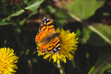 flower and butterfly