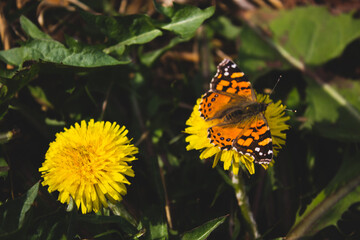 flower and butterfly