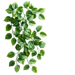 Closeup of Lush Verdant Green Leaves and Foliage Growing on Tree Branches in a Natural Outdoor Environment  Springtime or Summer Botanical Background