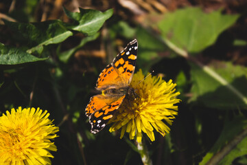 flower and butterfly