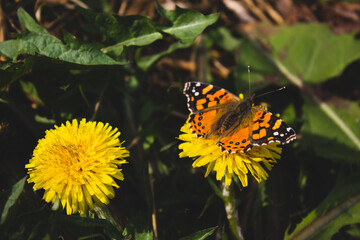 flower and butterfly