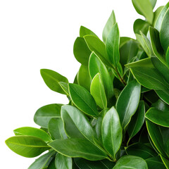 Obraz premium Closeup Shot of Lush Green Foliage Showing Vibrant Healthy Plant Growth in a Natural Serene Environment The Image Depicts the Beauty and Abundance of the Natural World with a Verdant