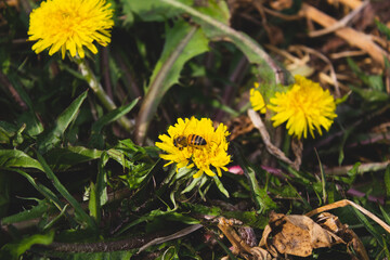 flower and butterfly