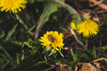 flower and butterfly