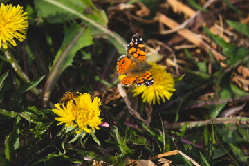 flower and butterfly