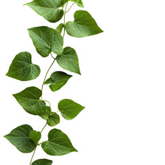 Naklejka premium Overhead view of a lush vibrant green leafy botanical foliage with natural growth pattern against a simple clean background Concept of nature ecology fresh vegetation and peaceful tranquility