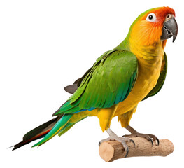 Fototapeta premium PNG Parrot transparent parrot animal bird.