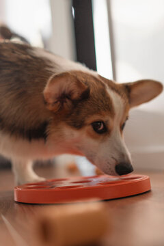 a pembroke welsh corgi plays with an intellectual toy