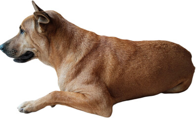 The dog in the image is a medium-sized, brown dog with a muscular build. It has a ridge of hair down its back and pointed ears.
