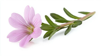 Obraz premium A pink flower with green leaves