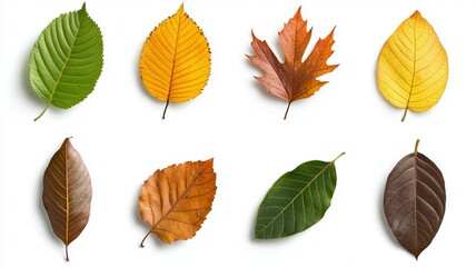 Obraz premium A collection of leaves in various colors, including green, yellow, and brown